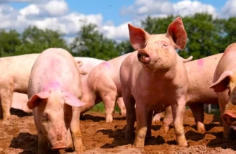 Buenas Prácticas Porcícolas, menos riesgos de salud humana y animal