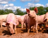 Buenas Prácticas Porcícolas, menos riesgos de salud humana y animal